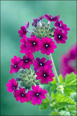 verbena 'Burgundy'.jpg